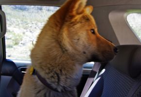 Mika on the alert near Surprise Mine 239.jpg