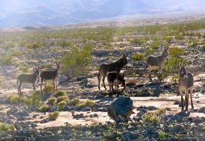 Death Valley Burros near Ballarat 975.jpg