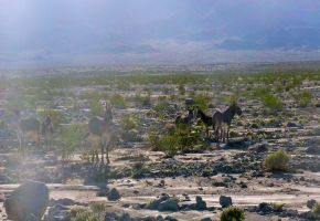 Death Valley Burros near Ballarat 976.jpg