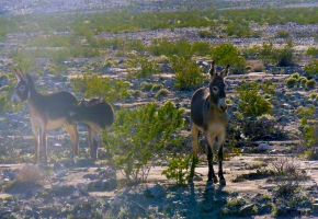 Death Valley Burros near Ballarat 977.jpg