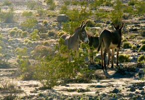 Death Valley Burros near Ballarat 978.jpg