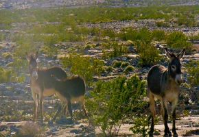 Death Valley Burros near Ballarat 979.jpg