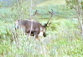 Alaska Caribou.jpg