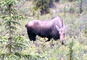 Alaska Moose.jpg