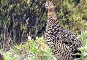 Alaska State bird — willow ptarmigan.jpg