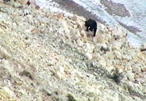 Brown Bear cub in Denali.jpg