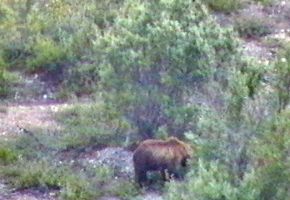 Brown Bear in Denali.jpg