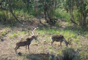 Fairbanks Raindeer, same as caribou but tamed..jpg