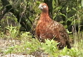 Alaska State bird — willow ptarmigan(null).jpg