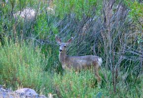 Deer at Phantom Ranch - Bottom of Canyon(null).jpg