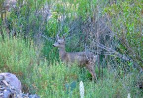 Deer at Phantom Ranch - Bottom of Canyon.jpg