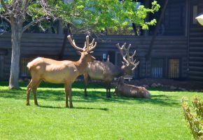 Elk at South Rim Trl.jpg