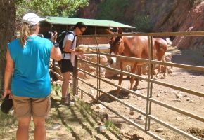 Feeding Mules at Phantom Ranch - Bottom of Canyon.jpg