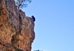 Grand Canyon Condor.jpg