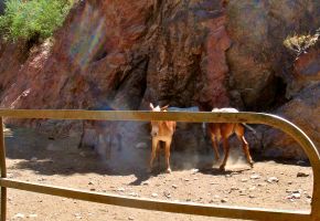 Mules at Phantom Ranch - Bottom of Canyon.jpg