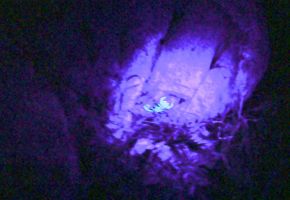 Scorpion at night with blue light.jpg