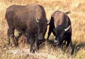 Yellowstone(null).jpg