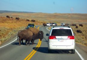 Yellowstone.jpg